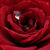 Rdeča - Mini - pritlikave vrtnice - Lollipop